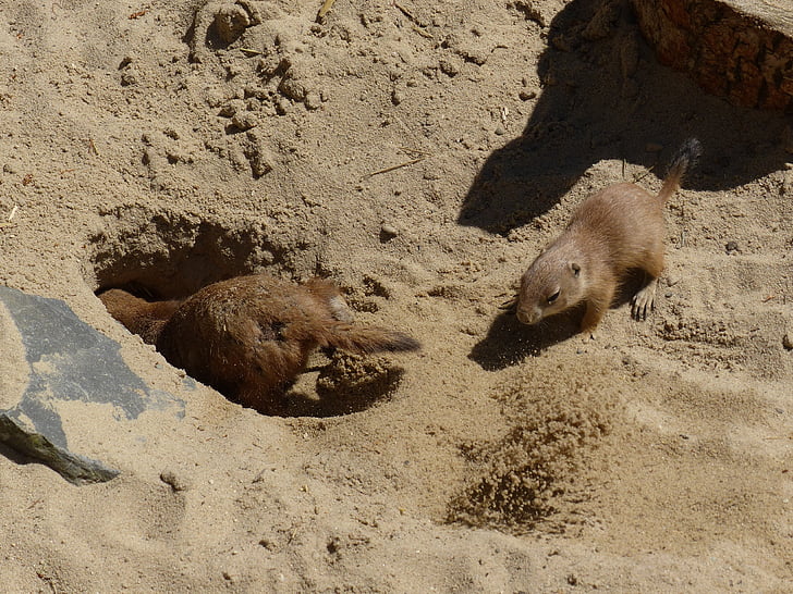 prairie dog, young animal, dig, foxhole, digging, animal, rodent