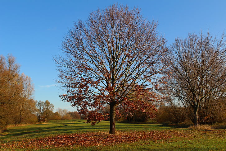 Park, jeseň, strom, slnko, opadá lístie, vzdialenosť, Príroda