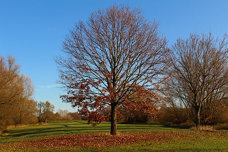 Park, jeseni, drevo, sonce, spadajo listi, stran, narave