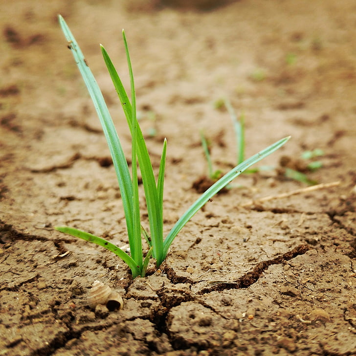 grass, sand, green, crack, dirt, growth, agriculture