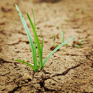 grass, sand, green, crack, dirt, growth, agriculture