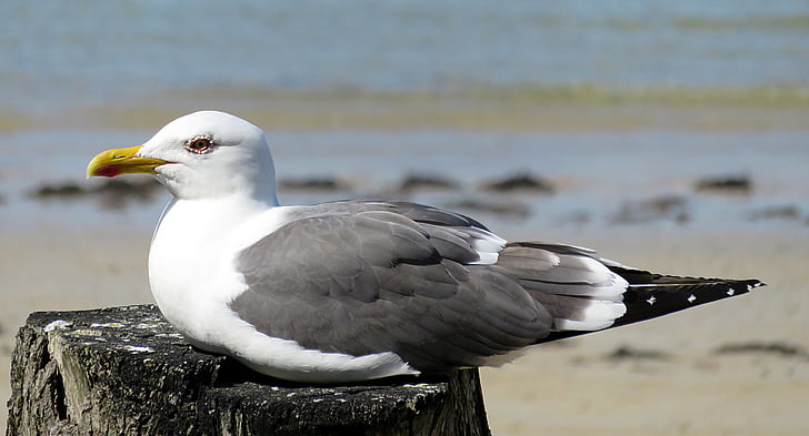 djur, havet, fågel, Seagull, vit, grå, Seaside
