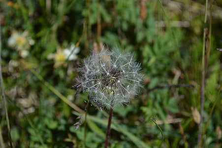 dandelion, lint, seeds, summer, bol, scoop, nature