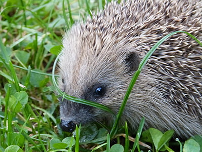 hedgehog, erinaceus europaeus, spur, animal, predator, nature