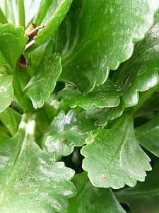 pianta, Kalanchoe blossfeldiana, foglie, verde, carnosa, Kalanchoe globulifera, Kalanchoe