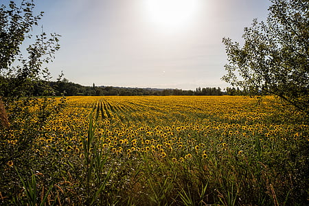 provence, light, flower, sunflowers, field, landscape