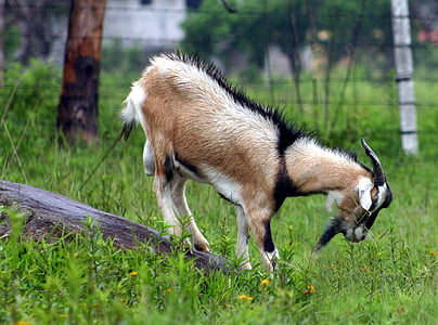 Коза, животное, Природа, млекопитающее, трава, на открытом воздухе