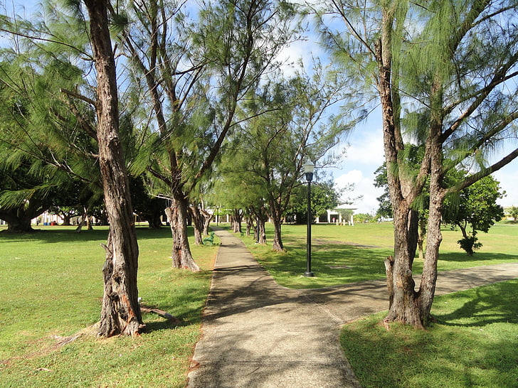 Guam univerzita, Campus, Příroda, mimo, stromy, tropy, Tropical