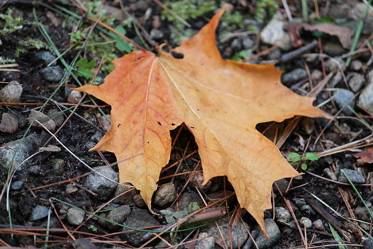 maple leaf, leaf, fall, nature, autumn, season, brown
