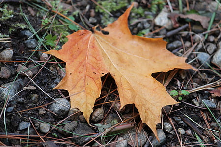 Кленовый лист, лист, Осень, Природа, Осень, сезон, коричневый
