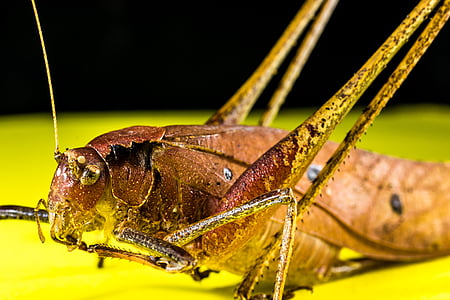 animal, close-up, grasshopper, insect, macro, nature, wildlife
