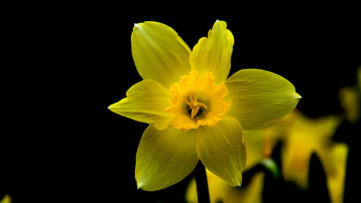 Narcisa, cvet, rumeni cvet