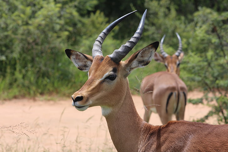 antilopy, zviera, Príroda, voľne žijúcich živočíchov, divoké, Afrika, cicavec
