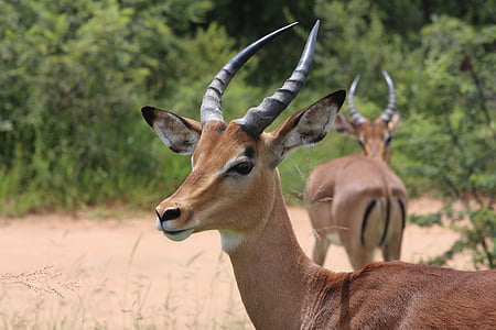 antilope, animal, nature, faune, sauvage, l’Afrique, mammifère