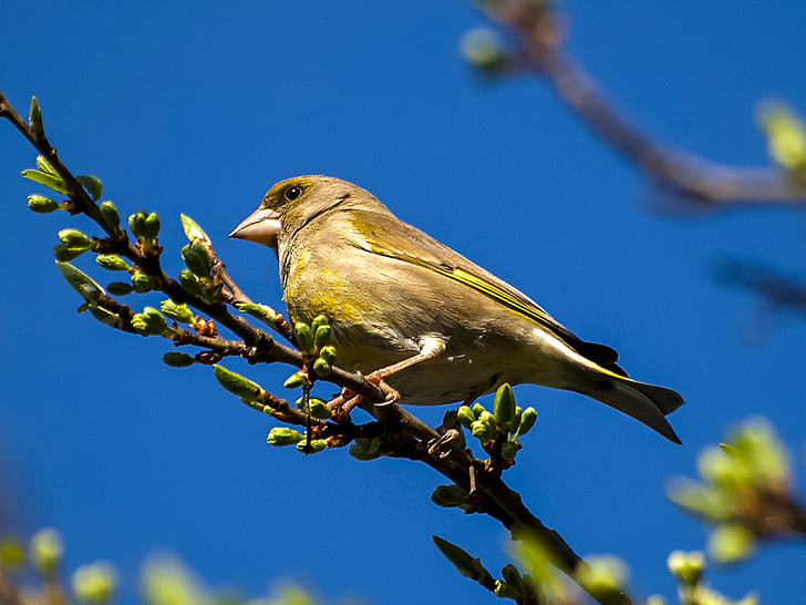 greenfinch, fink, bird, songbird, garden bird, nature, animal