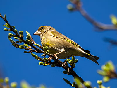 greenfinch, Fink, lind, Songbird, Aed lind, loodus, looma