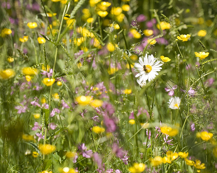 nature, meadow, fly, grass, summer, countryside, outdoor