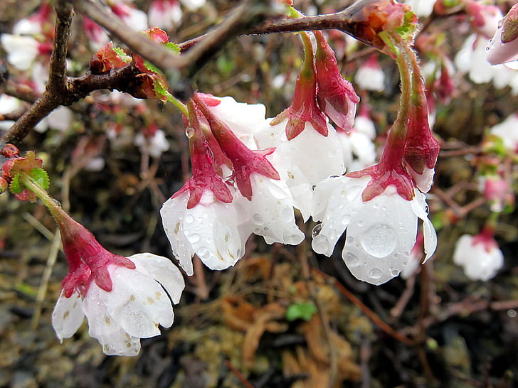 naturen, blomma, vit, Prunus, våren