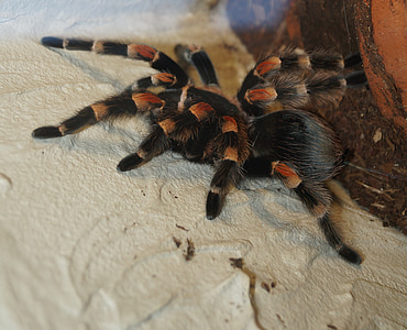 tarantula, laba-laba, makro, menyeramkan, ketakutan, Arachnofobia