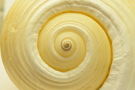 Shell, spiral closeup, baggrund, struktur, uendelig