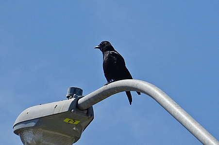 corvo-americano, Corvus brachyrhynchos, ave passeriforme da família, pássaro, americana, onívoro, Corvo