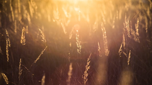 Показ, Пшениця, поле, трава, Захід сонця, Золотий час, зростання