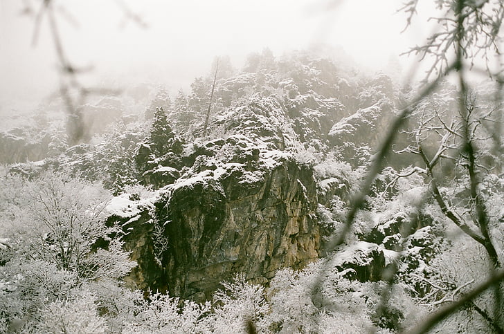 фотография, сняг, обхванати, дървета, планински, мъгли, ден