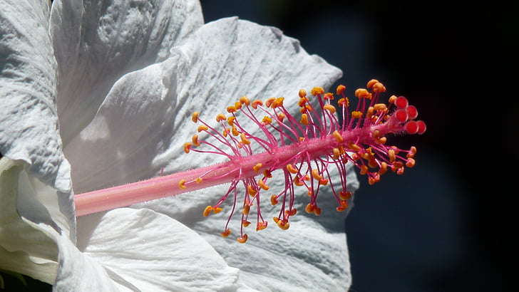 blossom, bloom, pollen, white, close, hibiscus
