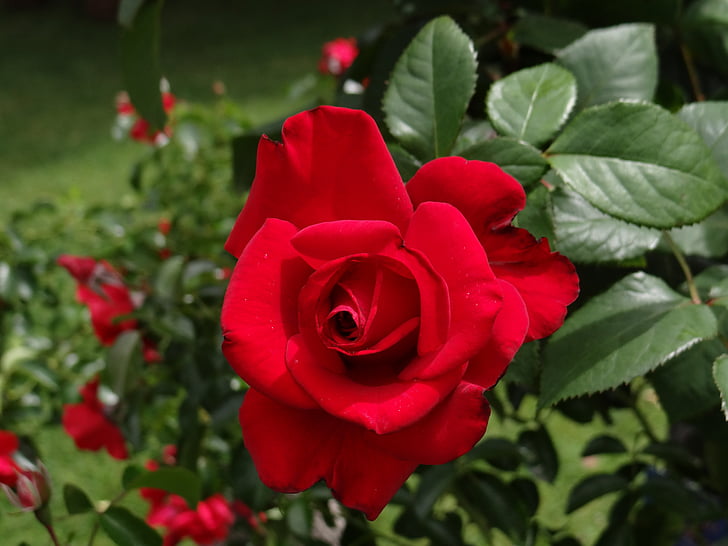 Róża, Róża Kwiat, czerwony, kwiat, Garden rose, Róża-, Natura