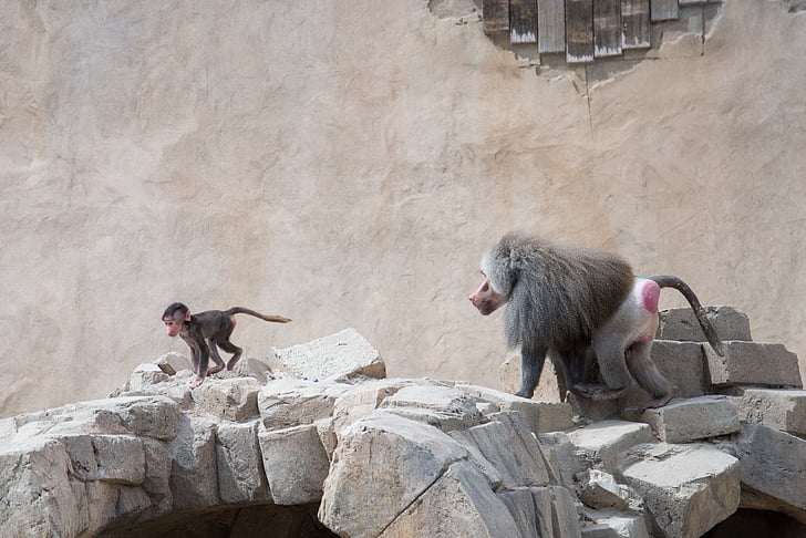 babuíno, perseguindo, executar, mamífero, macaco, jovem, em execução