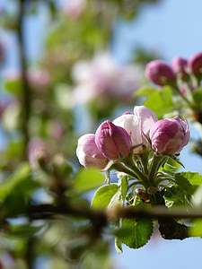 Blossom, Bloom, Alma, zár, bud, tavaszi, Virágszálnak Apple