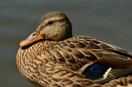 mallard, duck, female mallard, anas platyrhynchos, water bird, duck bird, aquatic animal