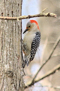pájaro carpintero, vientre rojo, nieve, árbol, vertical, pájaro, perca