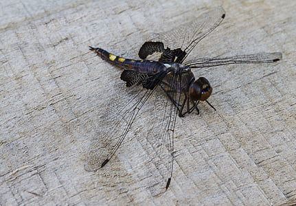black saddlebags, tramea lacerata, dragonfly, odonata, insect, hexapod, arthropod