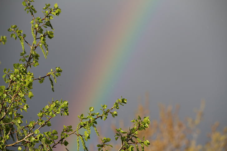 nature, rainbow, outside, weather, happy, wild, plant