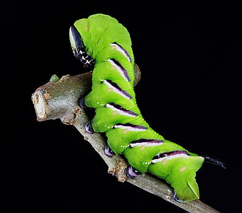 Firma Caterpillar, Larwa, kamuflaż, Lepidoptera, owad, paski, wzór
