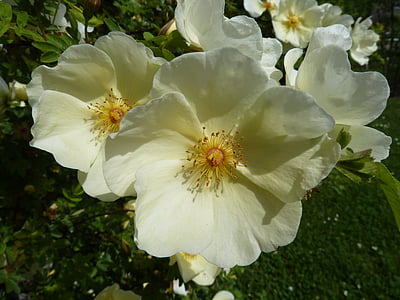Wildrose, crème, bloemen, sluiten, Rose bloom, schoonheid, romantische