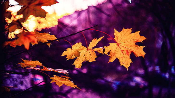 Есен, листове, розово, жълто, Есенни листа, Есенни листа, природата