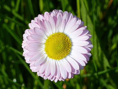 Daisy, fleur, printemps, couleurs, vert, herbe