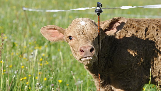 viande bovine, jeune animal, bétail, bovins, veau, Meadow, herbe