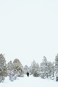sniega, ziemas, balta, auksti, laika apstākļi, ledus, koki