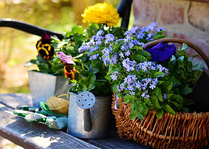 zahrada, květiny, květy rostlin, zahradnictví, jaro, jsi si jistý?, zahradník