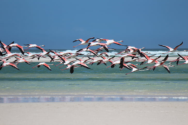 фламінго, пляж, море, Південно-Африканська Республіка, Природа, Велика група тварин, води