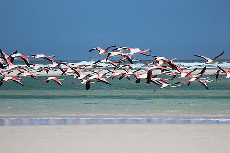 flamingo, beach, sea, south africa, nature, large group of animals, water
