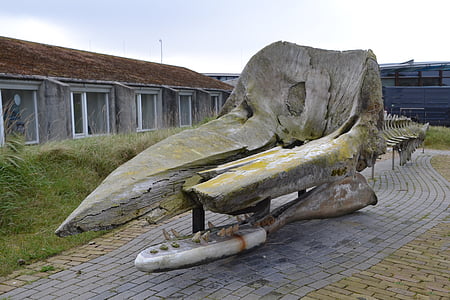 Múzeum, csont, koponya, Texel, EcoMare, nagy ámbráscet, állat