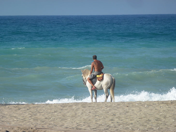 häst, havet, Ocean, vatten