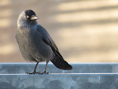 küçük karga, Genelde, Corvus monedula, siyah kuş, kuş, bir hayvan, hayvan yaban hayatı