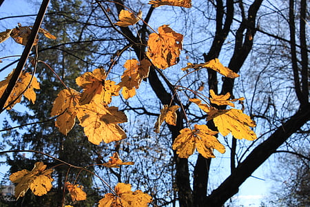 l’automne, Or, feuilles, orange, rouge, arbres, jaune