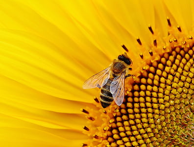 sun flower, bees, summer, garden, blossom, bloom, yellow