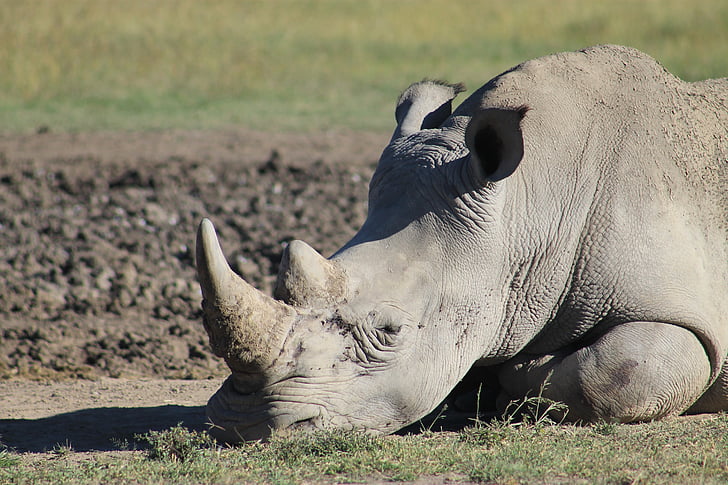 Rhino, fatigué, Corne, forte, puissant, faune, animal